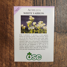 White Yarrow
