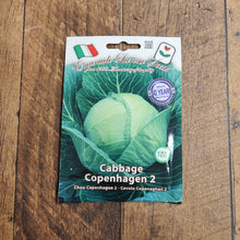 ‘Copenhagen 2’ cabbage (<em>Brassica oleracea var. capitata</em>)