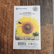 Organic 'Giant Mammoth' Sunflower
