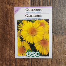 Gaillardia 'Hybrid Yellow Mesa'