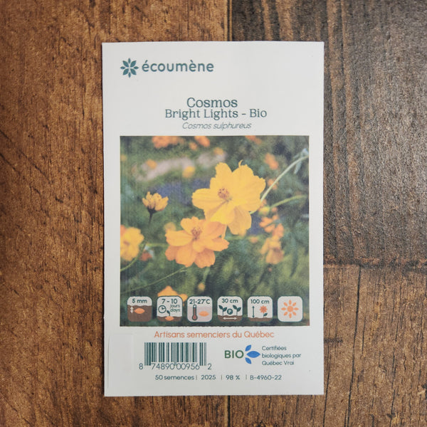 Cosmos 'Bright Light' organic
