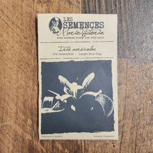 Iris versicolore