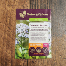 Image officielle 2 de Achillée millefolium, semences Pépinière.ca.