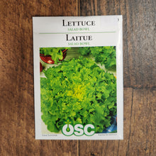 Laitue à feuilles de chêne 'Salad Bowl'