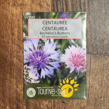 Organic knapweed 'Bachelor's Buttons'