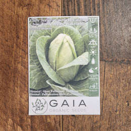 Cabbage 'Early Jersey Wakefield' 