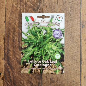 Catalogna Oakleaf Lettuce. This lettuce produces tender medium green leaves with an oakleaf shape.