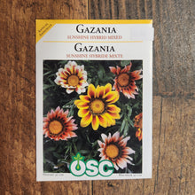 Gazania 'Sunshine Mixed'