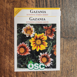 Gazania 'Sunshine Mixed'