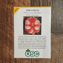  Impatiens 'Florific Sweet Orange'