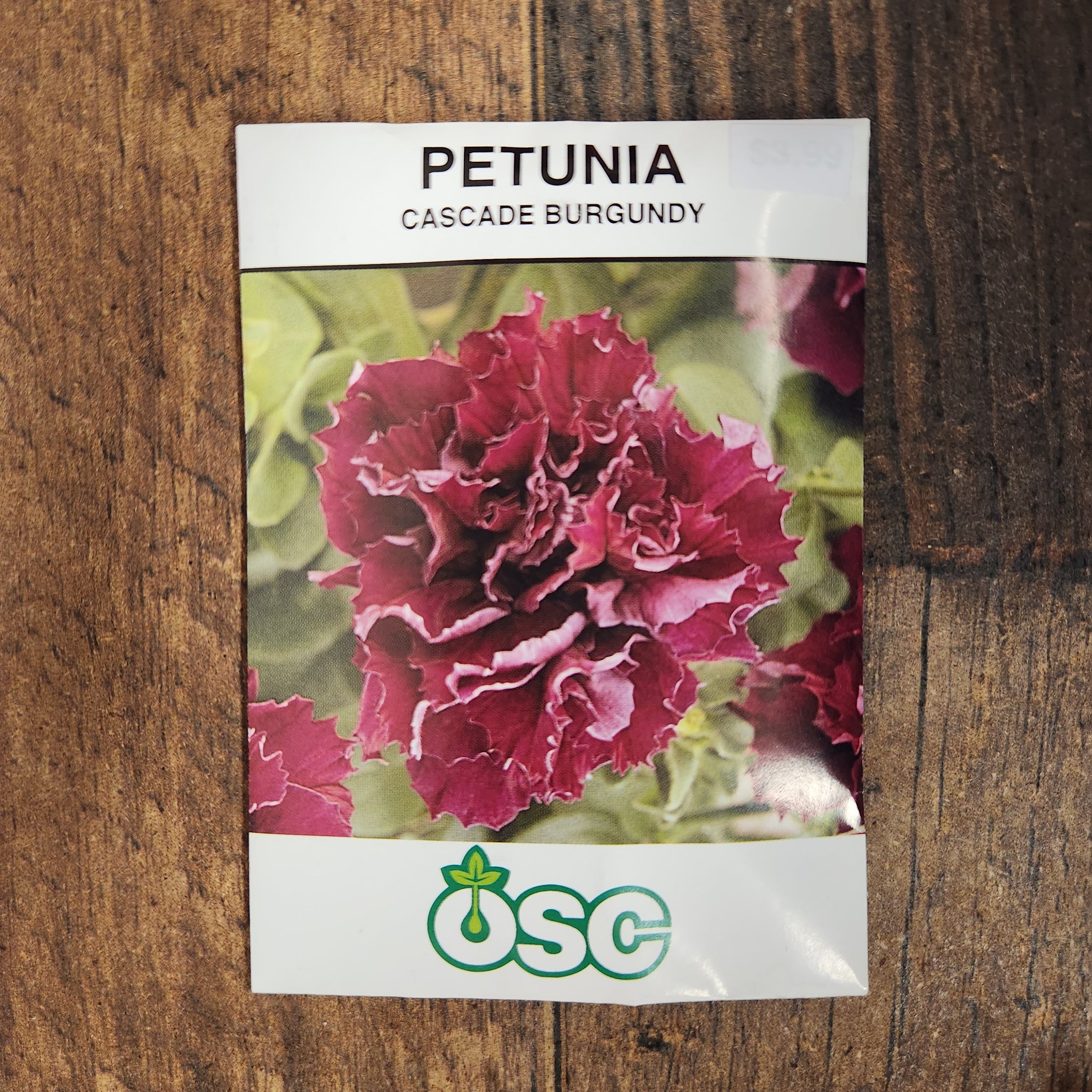 Pétunia cascade 'Burgundy'
