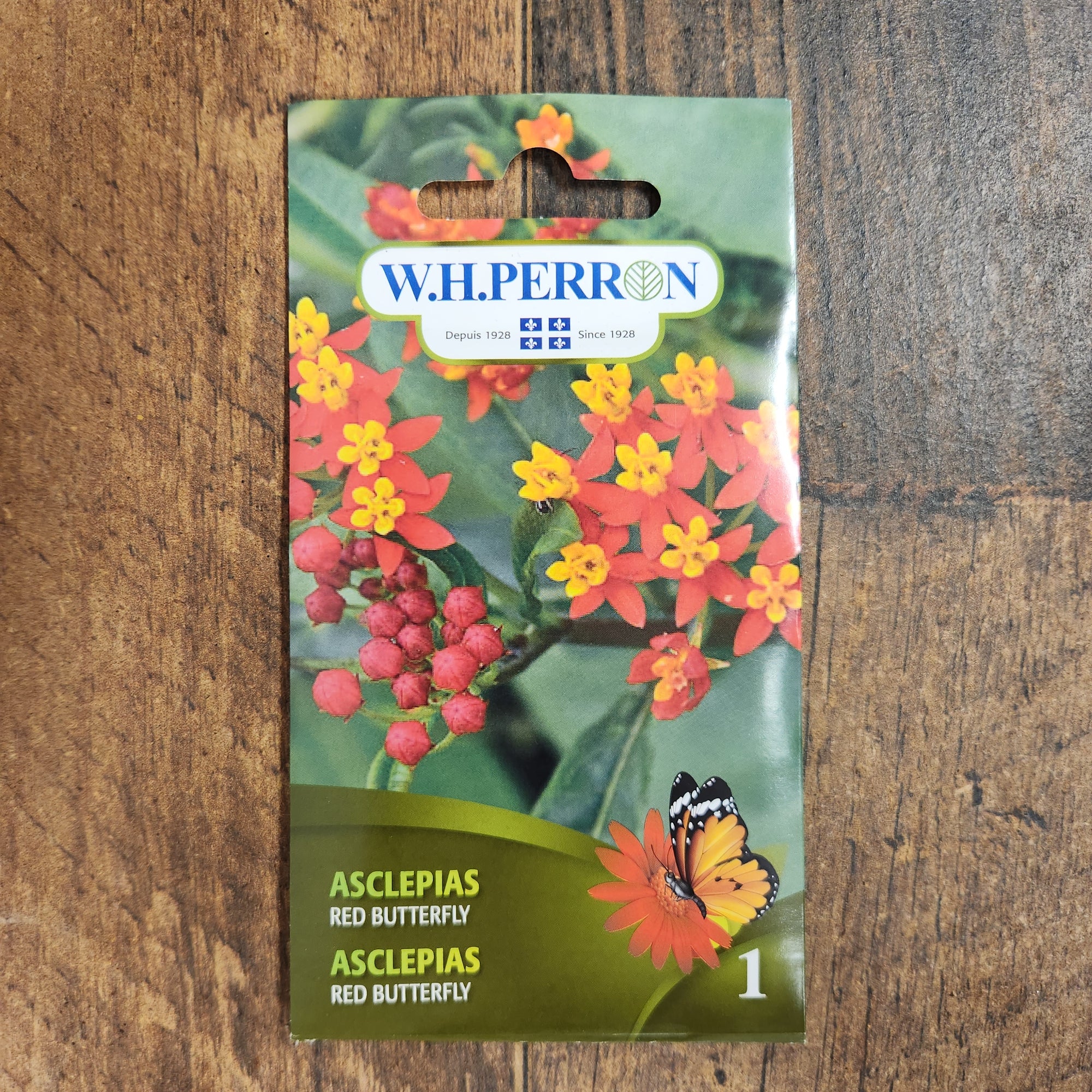 Milkweed 'Red Butterfly'
