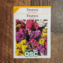 Statice 'Art Shades'