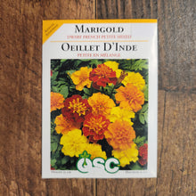 Dwarf Marigold 'Petite Française'