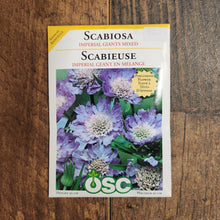 Scabiosa 'Imperial Giants' 