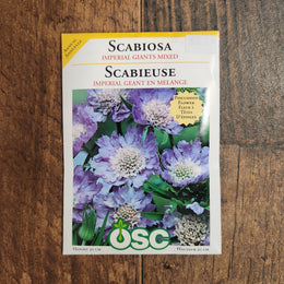 Scabiosa 'Imperial Giants' 