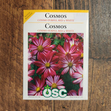 Cosmos Purple-Red-White
