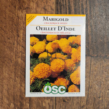 Marigold  'Crackerjack Mixed'