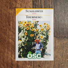 Sunflower 'Kong'