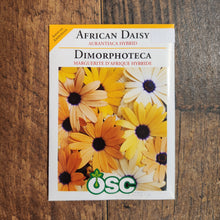 African Daisy 'Aurantica'