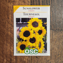 Sunflower  'Dorado' 