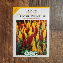 Celosie 'Couleurs Mixtes'