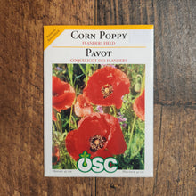 Poppy 'Flander's Field'