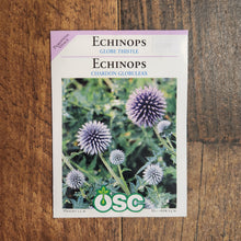 Globe Thistle