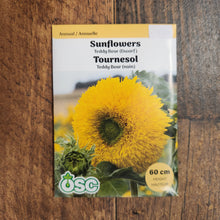 Sunflower 'Teddybear'