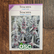 Lamb’s Ear Stachy