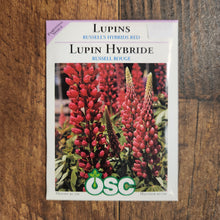 Lupine 'Russell’s Red hybrid'