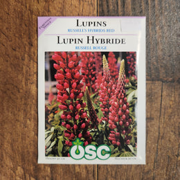 Lupine 'Russell’s Red hybrid'