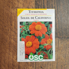  Tithonia 'Mexican Torch' 