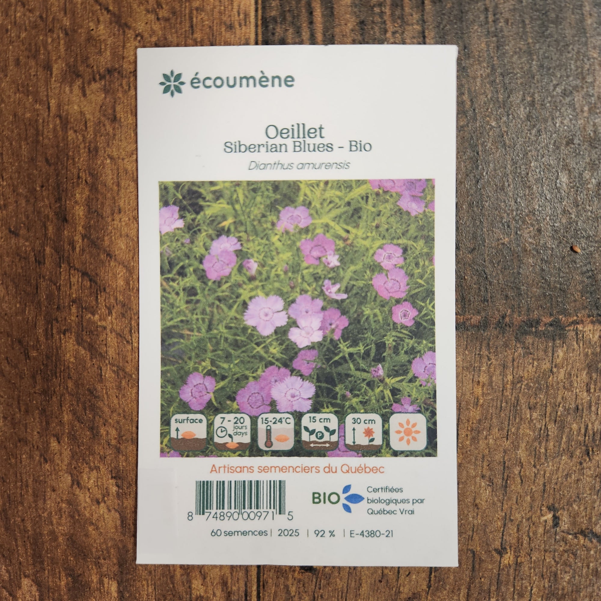 Organic 'Siberian Blues' Carnation