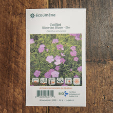 Organic 'Siberian Blues' Carnation