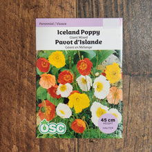 Giant Mixed Poppy Seeds (Iceland Type)