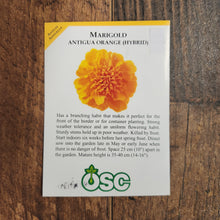 Marigold  'Antigua Orange' 