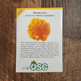 Marigold  'Antigua Orange' 