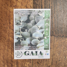 Eucalyptus 'Silver Dollar' Organic 