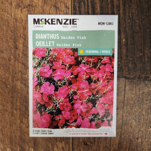 Dianthus 'Maiden Pink'