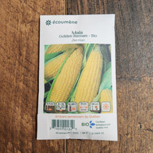 Organic 'Golden Bantam' corn