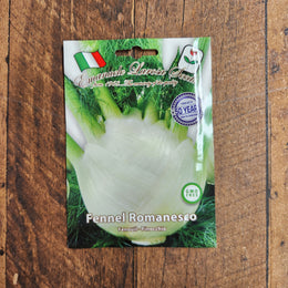 Fenouil anisé 'Romanesco'