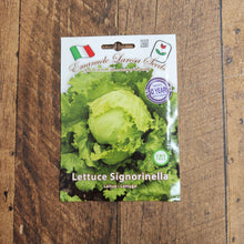 Head lettuce 'Signorinella'