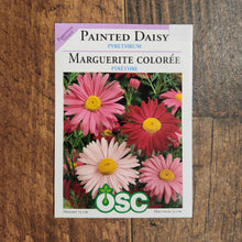 Pyrèthre 'Painted Daisy'