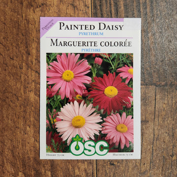 Painted Daisy 