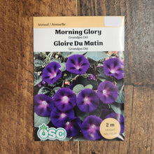 Morning Glory ‘Grandpa Ott’