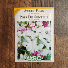 Sweet Pea 'Royal White'