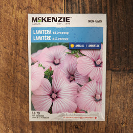 Lavatera 'Silvercup'