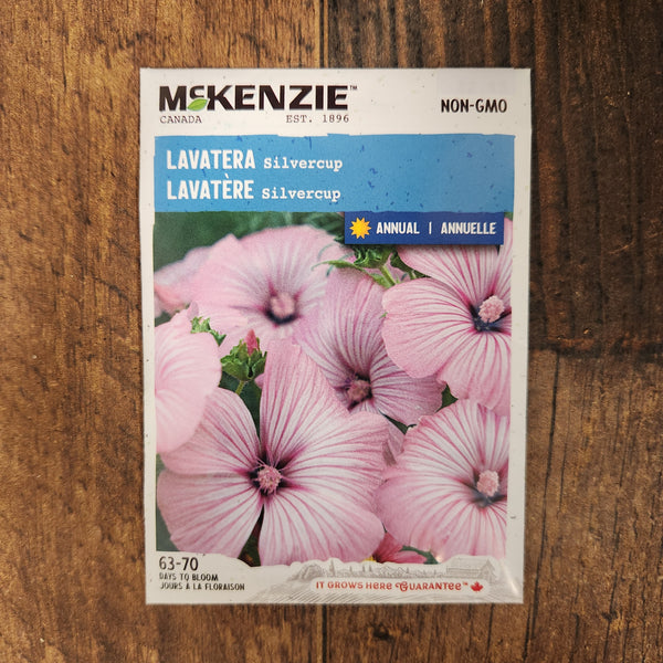 Lavatera 'Silvercup'