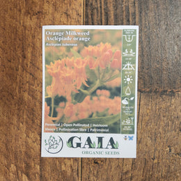 Milkweed 'Orange' organic